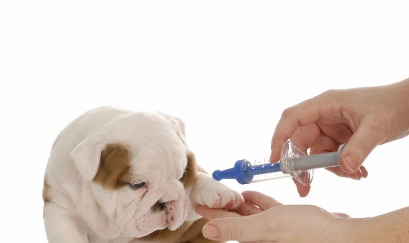 cachorro-vacina-veterinario-117071